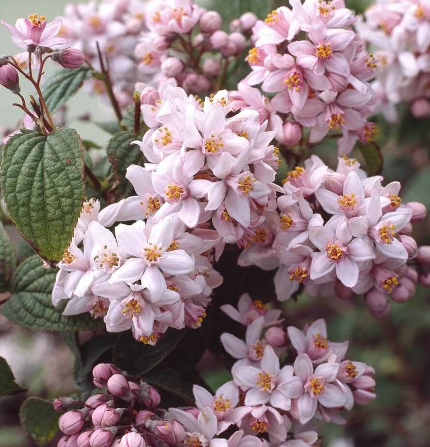 Дейция гибридная Монт Роуз